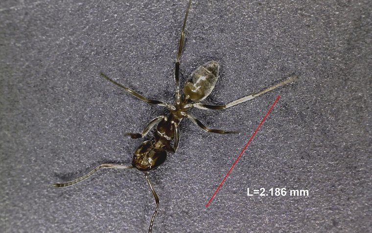 Argentine ant trail along a Hawthorne kitchen counter