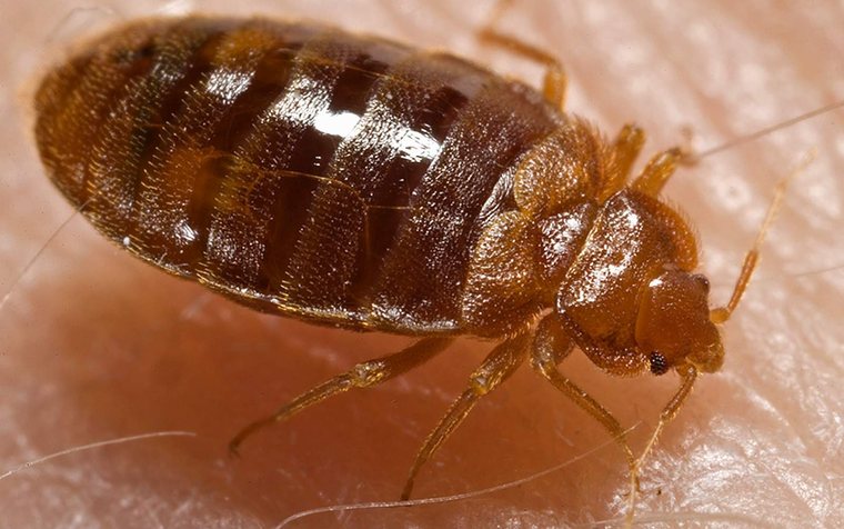 Bed bug inspection of a mattress seam in a Hawthorne apartment