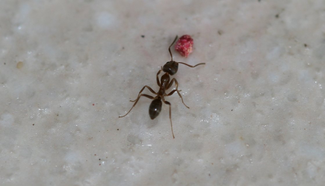 Argentine ant trail crossing a kitchen counter in a Hawthorne home