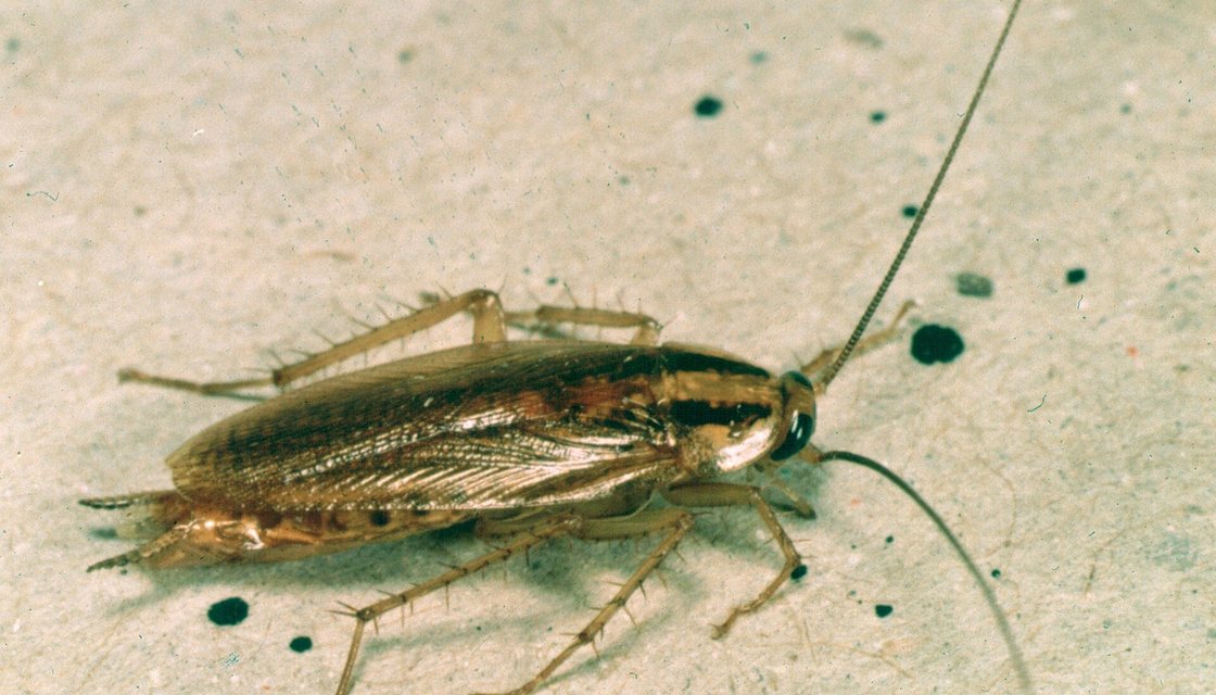 German cockroach hiding behind a kitchen appliance in a Hawthorne apartment