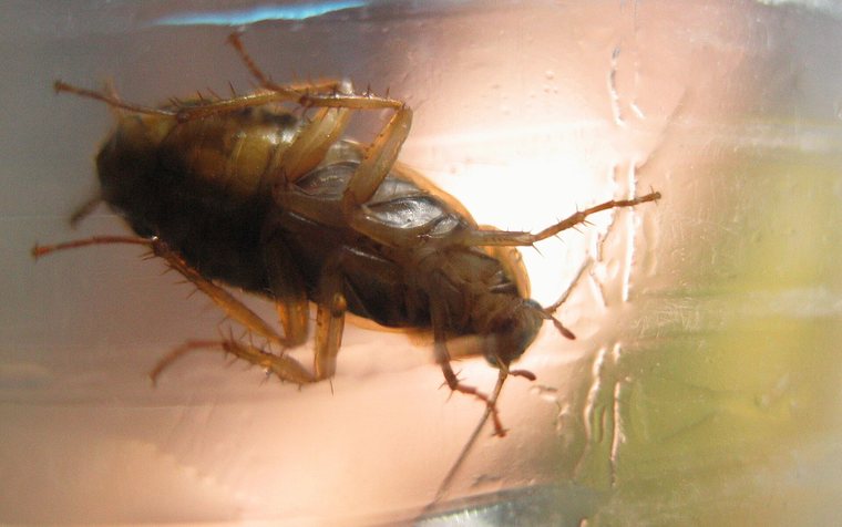 German cockroach near a kitchen baseboard in a Hawthorne apartment