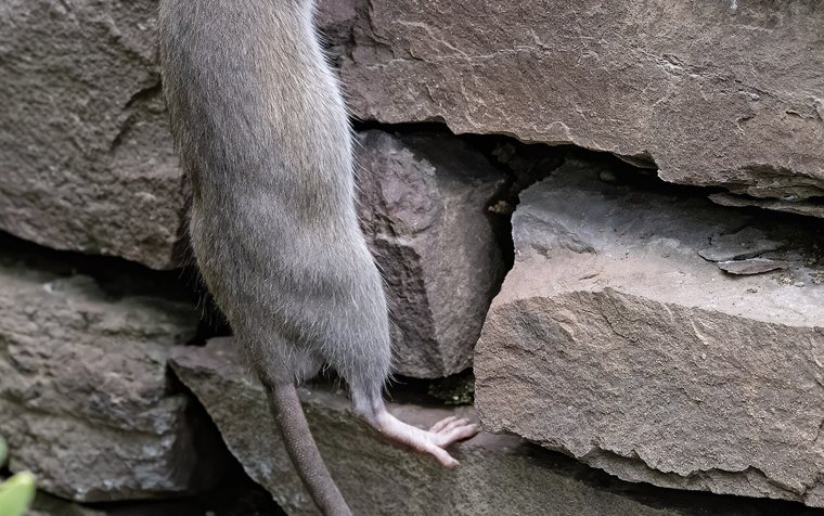 Rat along an alley fence line near a Hawthorne commercial corridor