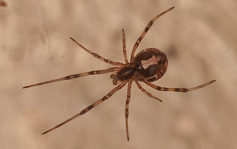 Black widow spider in a garage corner at a Hawthorne home