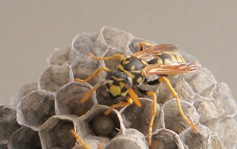 Paper wasp nest under the eave of a Hawthorne home